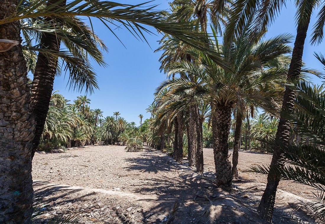 Palm Grove of Elche